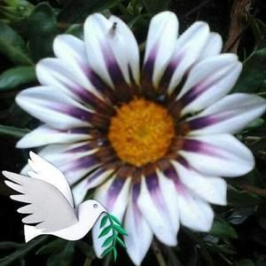 Meet your Posher, Barb